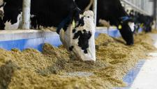 Tájékoztató a termeléshez kötött tejhasznú tehéntartás támogatás és a víz keretirányelv közötti kapcsolatról