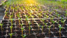Véleményezhetőek az új kertészeti és élelmiszeripari beruházási pályázati felhívások