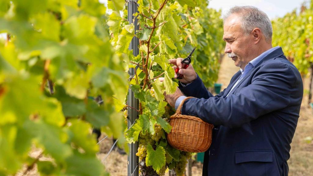 Új szabályozás érinti a bortermelőket