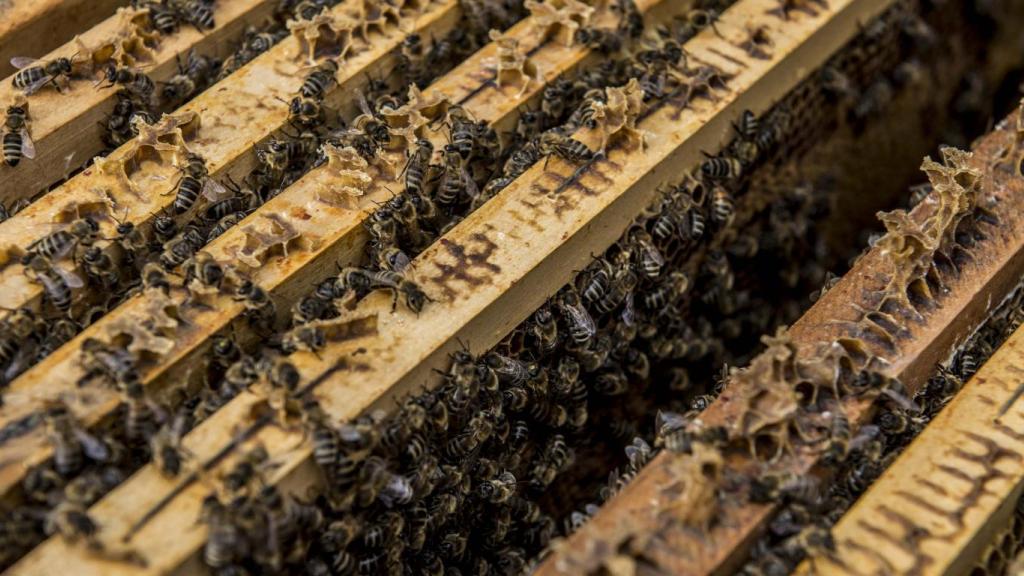 Megkezdődött a méh állatjóléti támogatás kifizetése