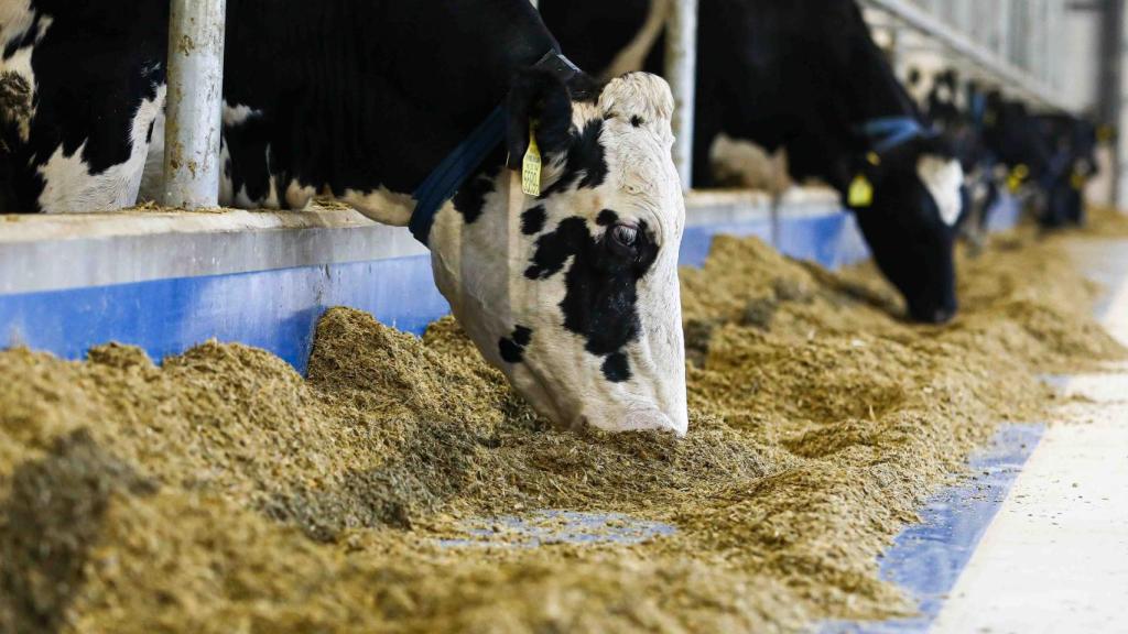 Tájékoztató a termeléshez kötött tejhasznú tehéntartás támogatás és a víz keretirányelv közötti kapcsolatról