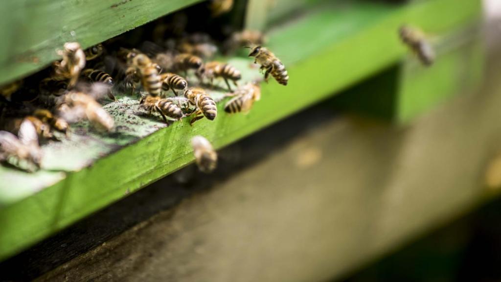 Indul a méhészeti ágazat idei támogatási programja