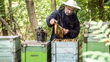 Újabb kétezer méhész kap támogatást a méh állatjóléti programban