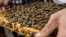 Indul a méhészeti támogatási program