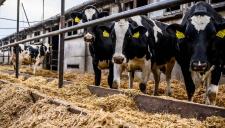 Csaknem 11 milliárd forint támogatás érkezik a tejtermelő és hízott-bikatartó gazdaságok számára