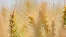 Az ukrán gabonatermelés és export csökkenése várható