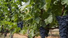 Újra igényelhető a szőlő szerkezetátalakítási támogatás