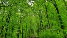 Megjelentek az első új erdészeti pályázati felhívások